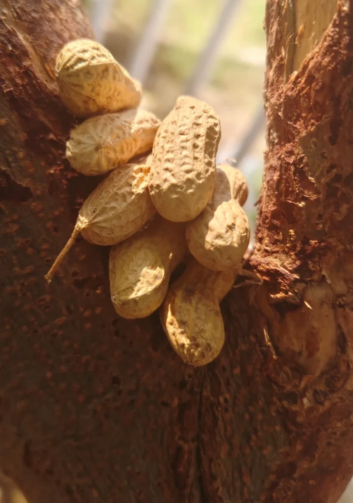 How Many Nuts Per Day